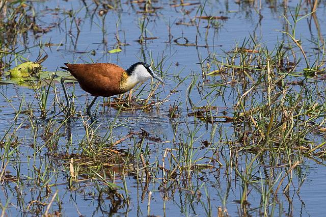 015 Botswana, Okavango Delta, lelieloper.jpg